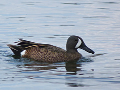 Blue-winged Teal / Anas discors