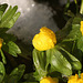 Winter Aconites with snow and ice