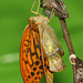 Silver washed fritillary (Argynnis paphia) butterfly