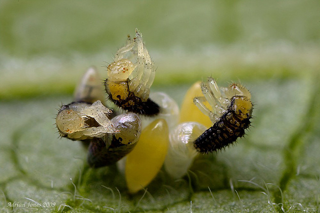 hatching ladybird eggs