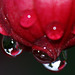 Fuchsia with raindrop reflections