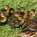 Mallard (Anas platyrhynchos) ducklings
