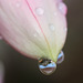 Fuchsia bud with raindrops