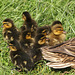 Mallard (Anas platyrhynchos) ducklings