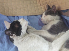 Dos gatos amigos, deux chats amis