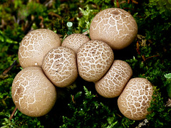 One of my favourite fungi