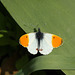 Orange tip (Anthocharis cardamines) butterfly