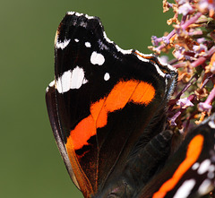 Red Admiral (Vanessa atalanta) butterfly forewing detail