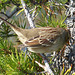 Immature White-crowned Sparrow