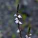 Verbena officinalis (2)
