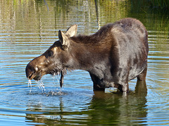 Magnificent Moose, Grand Tetons