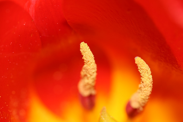 Tulip stamens