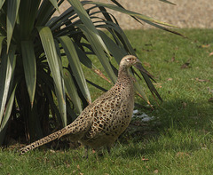 Pheasant (Phasianus colchicus)