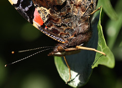 Red Admiral (Vanessa atalanta) butterfly