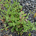 Verbena officinalis (4)