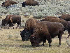 Bison herd, Yellowstone National Park