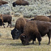 Bison herd, Yellowstone National Park