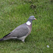 Wood pigeon (Columba palumbus)