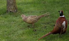 Female and male Pheasant (Phasianus colchicus)