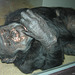 Schimpanse Moritz (Wilhelma)