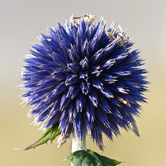 Explosion of blue - Globe Thistle