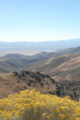 Wildcat Canyon, with rabbitbrush