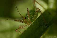 aphid