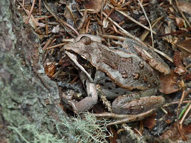 Camouflaged Wood Frog