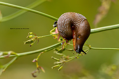 Slug #1