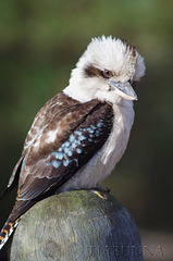 Kookaburra portrait