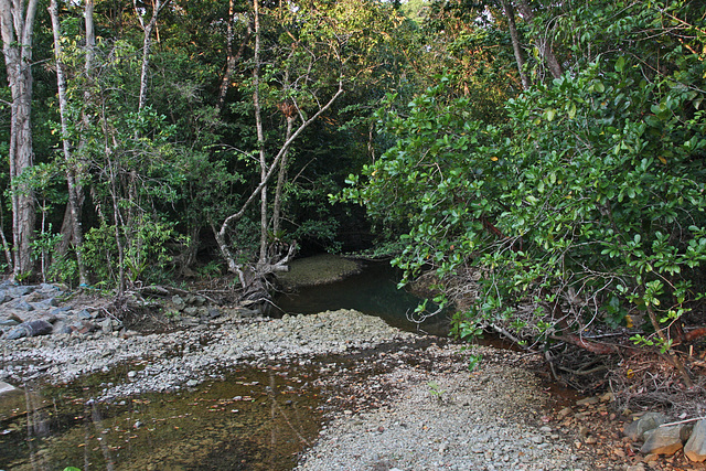In the Daintree Rainforest