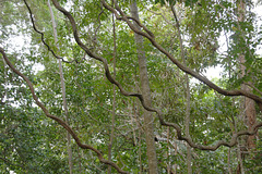 Curly vines