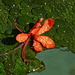 Treasures on a lily pad