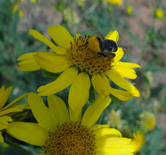 Pollen laden Bee
