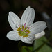 Western/Lance-leaved Spring Beauty / Claytonia lanceolata