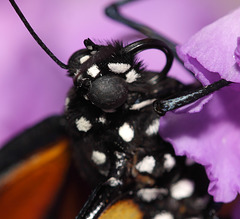 Monarch (Danaus plexippus) butterfly head detail