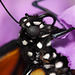 Monarch (Danaus plexippus) butterfly head detail