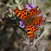 Comma (Polygonia c-album) butterfly