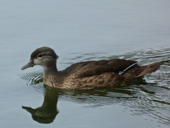 Wood Duck female
