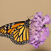 Monarch (Danaus plexippus) butterfly