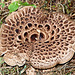Scaly/Shingled Hedgehog fungus / Sarcodon imbricatus