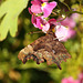 Comma (Polygonia c-album) butterfly