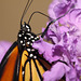 Monarch (Danaus plexippus) butterfly