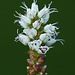Alpine Bistort / Polygonum viviparum