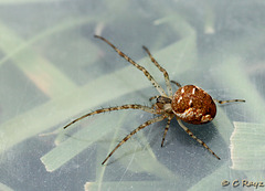 Another Attractive Spider