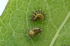 24-spot Ladybird Larvae