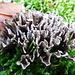 False Coral fungus
