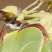 Brimstone (Gonepteryx rhamni) butterfly, female