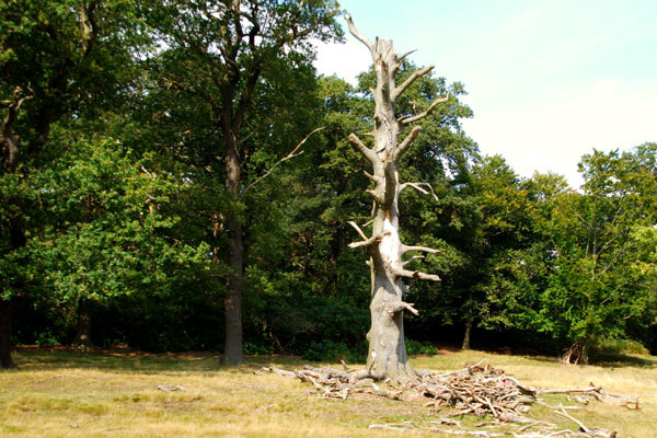 Stunted tree, Richmond Park