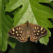 Speckled Wood (Pararge aegeria) butterfly
